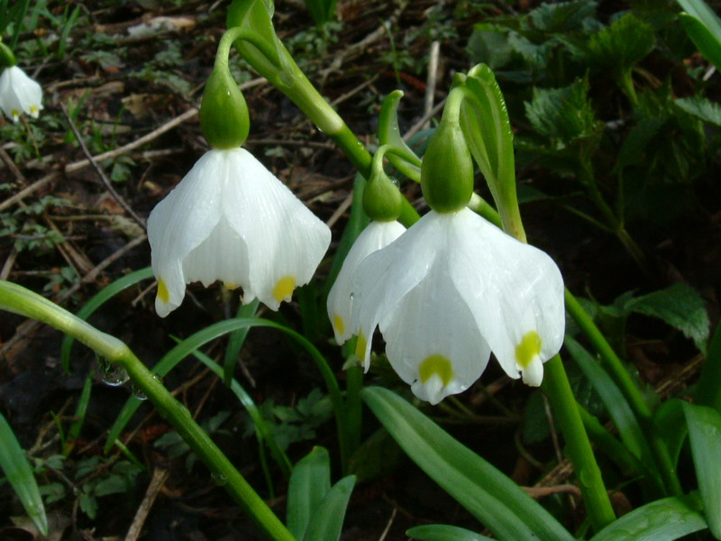 Leucojum vernum / Campanelle comuni